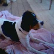 Glathåret foxterrier Futte<3.