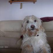 Blanding af racer Sifo