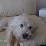 Blanding af racer Sifo