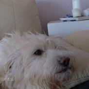 Blanding af racer Sifo