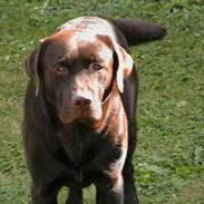 Labrador retriever Tjeko