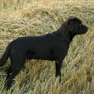 Labrador retriever Tjeko