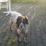 Kleiner münsterländer Bobby