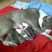 Amerikansk staffordshire terrier Roza