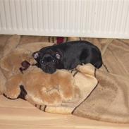 Staffordshire bull terrier Kess