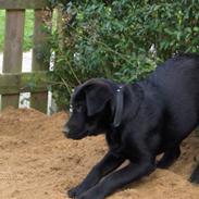 Labrador retriever Max