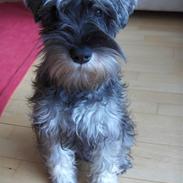 Dvaergschnauzer Sille