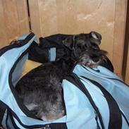 Dvaergschnauzer Sille