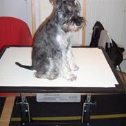 Dvaergschnauzer Sille