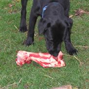 Labrador retriever Basse