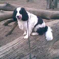 Blanding af racer Panda <'33