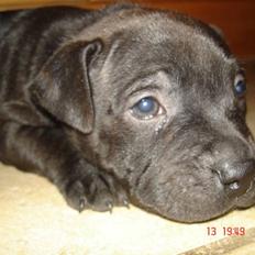 Staffordshire bull terrier Simba