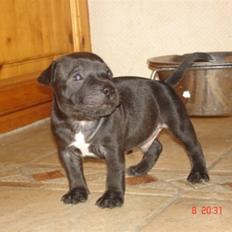 Staffordshire bull terrier Simba