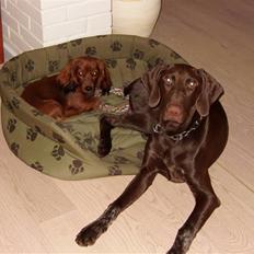 Blanding af racer Ziva