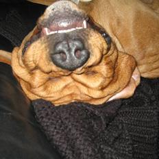 Blanding af racer Kaos