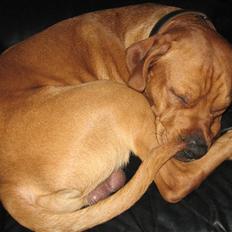 Blanding af racer Kaos