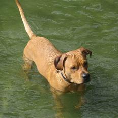 Blanding af racer Kaos