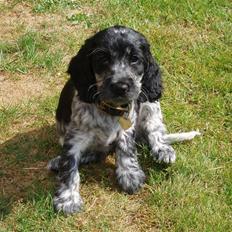 Cocker spaniel Molly