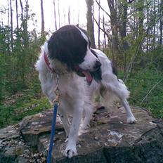 Blanding af racer Amica