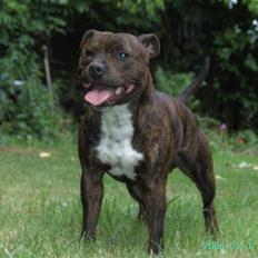Staffordshire bull terrier Buller