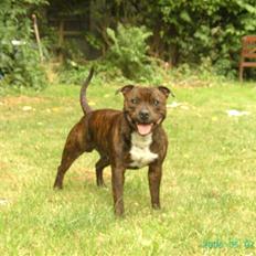 Staffordshire bull terrier Buller