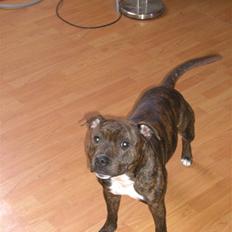 Staffordshire bull terrier Buller