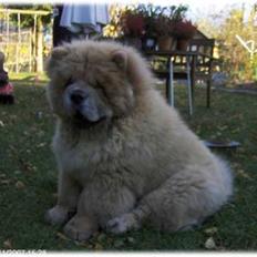 Chow chow Kody