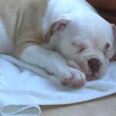 Amerikansk bulldog Freak