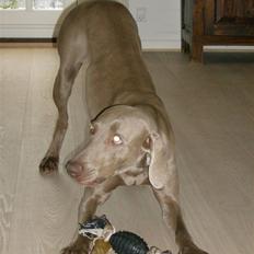 Weimaraner Freja (Bellona)