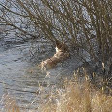 Blanding af racer Berta