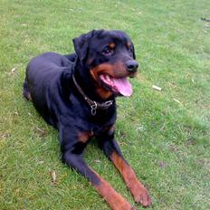 Rottweiler joejoe + 8-02-2010