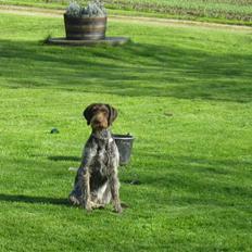 Ruhåret hønsehund Laika
