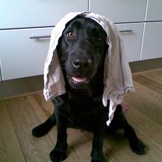 Labrador retriever Anky