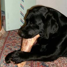 Labrador retriever Anky