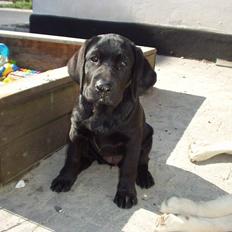 Labrador retriever Anky