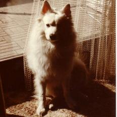 Samojedhund Chang *DØD*