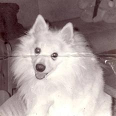 Samojedhund Chang *DØD*