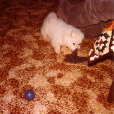 Samojedhund Chang *DØD*