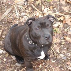 Staffordshire bull terrier Simba
