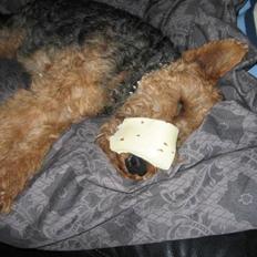 Welsh terrier Bob