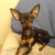 Prazsky krysarik Mrs. Chanel Red