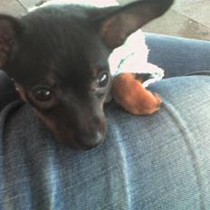 Prazsky krysarik Mrs. Chanel Red