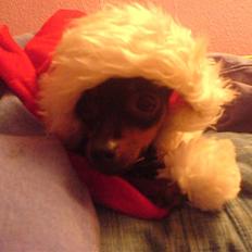 Prazsky krysarik Mrs. Chanel Red