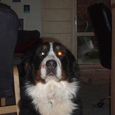 Berner sennenhund Aisa