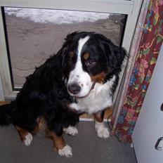 Berner sennenhund Aisa