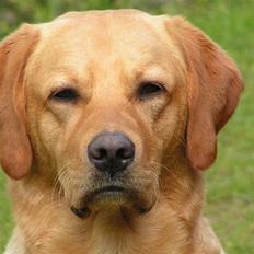 Labrador retriever Mailck