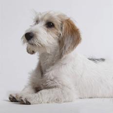 Petit basset griffon wendéen Dagmar