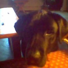 Labrador retriever skipper