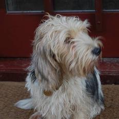Petit basset griffon wendéen sipa(gudmors hund)