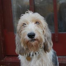 Petit basset griffon wendéen sipa(gudmors hund)